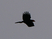 Black Caracara