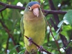 Orange-fronted Parakeet