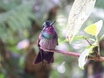 Purple-throated Mountain-gem