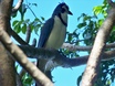 White-throated Magpie-Jay