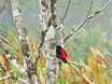 Passerini's Tanager