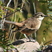Bar-winged Cinclodes