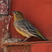 Bright-rumped Yellow-Finch