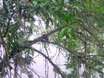 Rufous Motmot