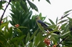 Long-tailed Silky-flycatcher