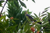 Long-tailed Silky-flycatcher