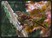 Brown Thrasher