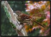 Brown Thrasher