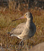 Hudsonian Godwit