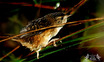Sedge Wren