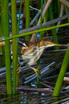 Least Bittern
