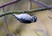 Downy woodpecker
