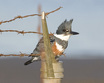 Belted Kingfisher
