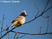 Gray Silky-flycatcher