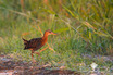 King Rail