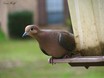 Zenaida Dove