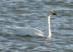 Whooper Swan