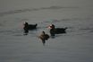 Surf Scoter