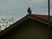Broad-winged Hawk