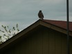 Broad-winged Hawk