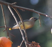 Cedar Waxwing