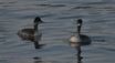 Horned Grebe