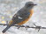 Blue-capped Rock-Thrush