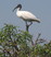 Black-headed Ibis