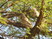Asian Barred Owlet