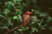 Ruddy Kingfisher