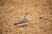 Oriental Pratincole