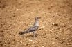 Oriental Pratincole