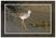 Greater Yellowlegs