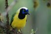 Green Jay