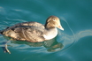 King Eider