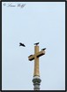 Fish Crow