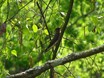 Northern Rough-winged Swallow