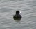 American Coot