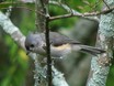 Tufted Titmouse