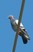 Rock Pigeon