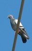 Rock Pigeon