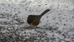Spotted Towhee