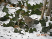 Fox Sparrow