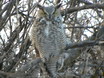 Great Horned Owl
