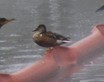 Cinnamon Teal