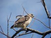 Plumbeous Kite