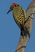 Guadeloupe Woodpecker