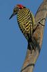Guadeloupe Woodpecker