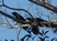 American Crow