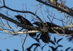 American Crow
